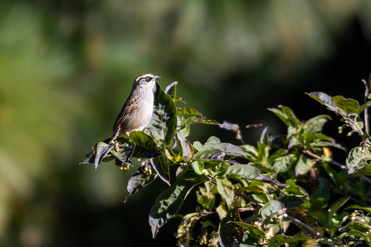 Striped Sparrow - ML636693535