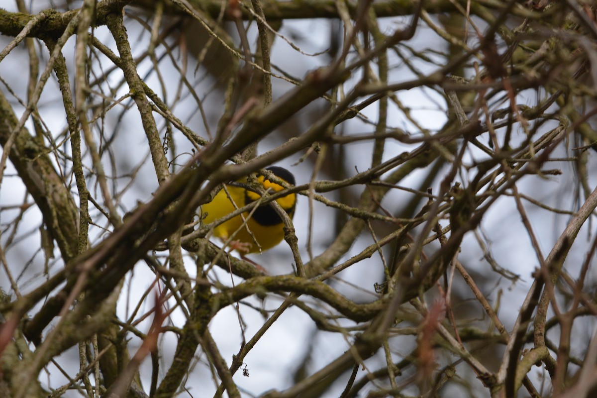Hooded Warbler - ML636693544