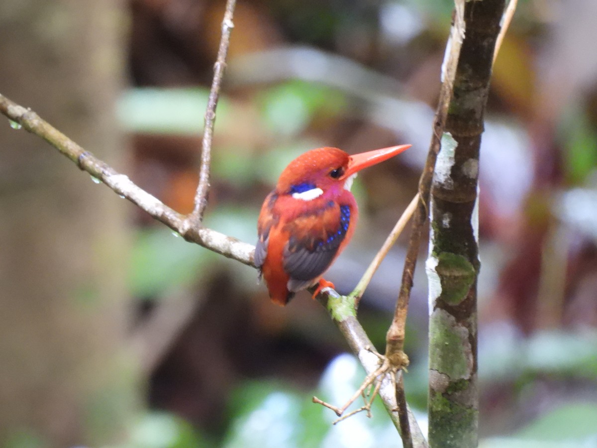 Philippine Dwarf-Kingfisher - ML636693592