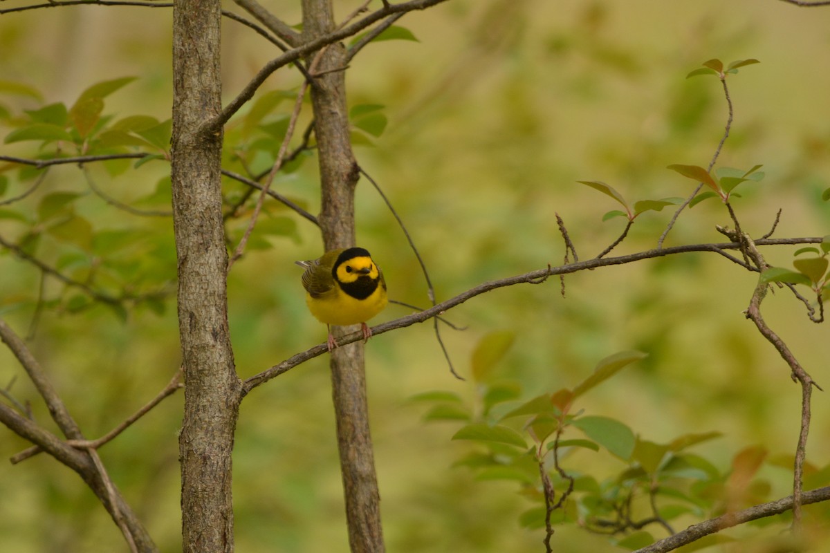 Hooded Warbler - ML636693679