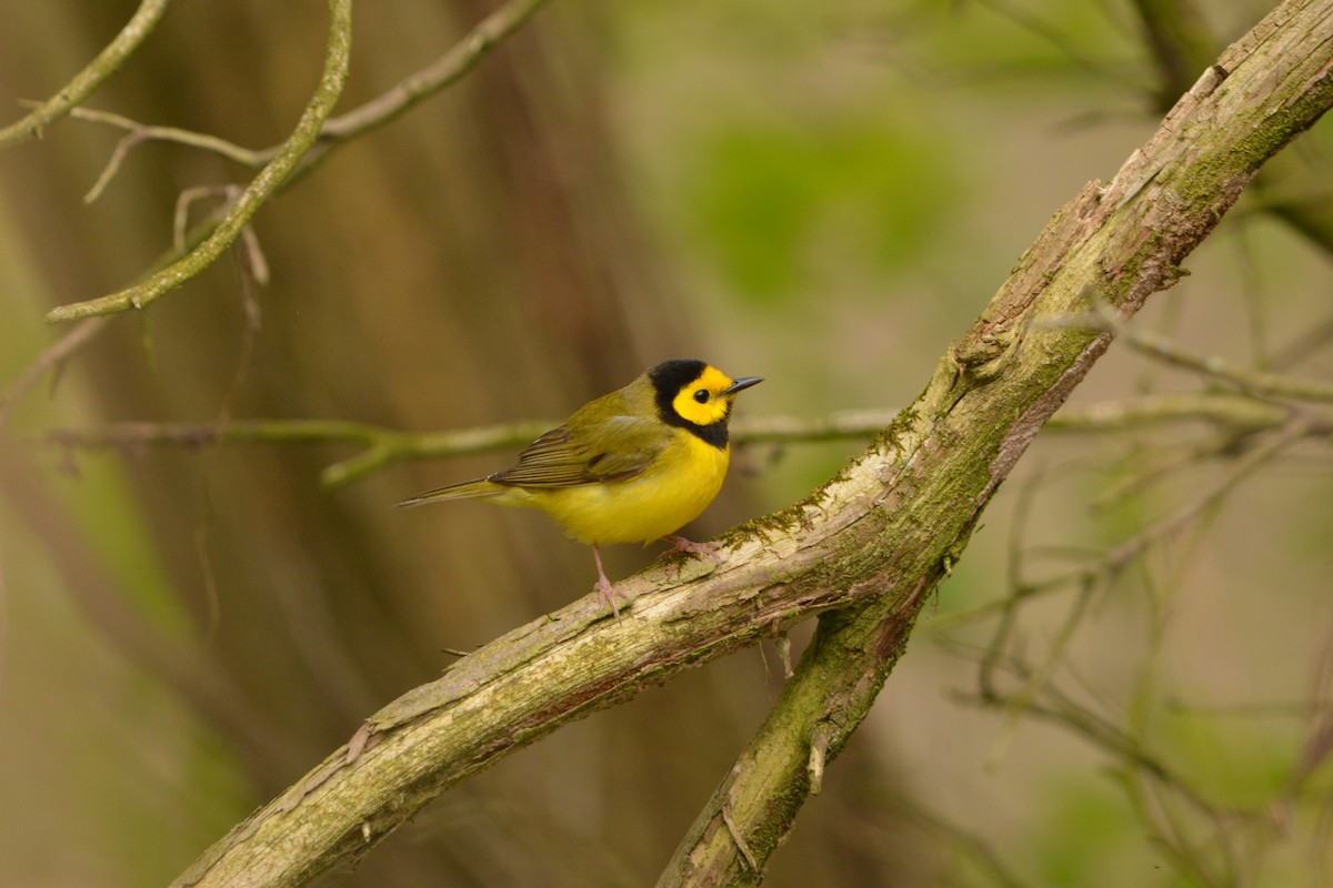 Hooded Warbler - ML636693763