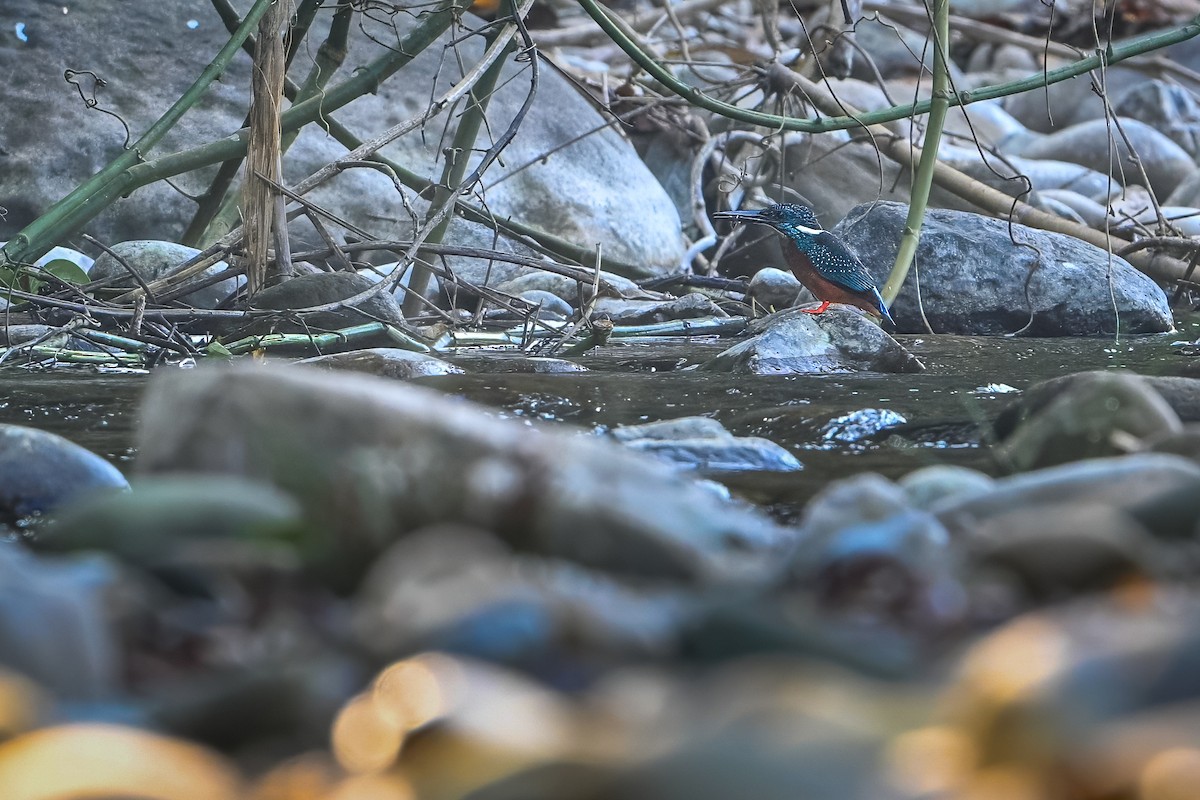 Blyth's Kingfisher - ML636693869