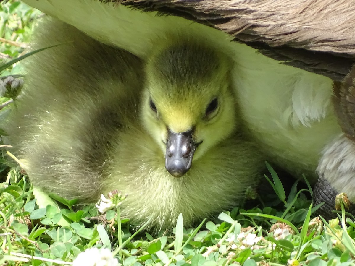 Canada Goose - ML636693889