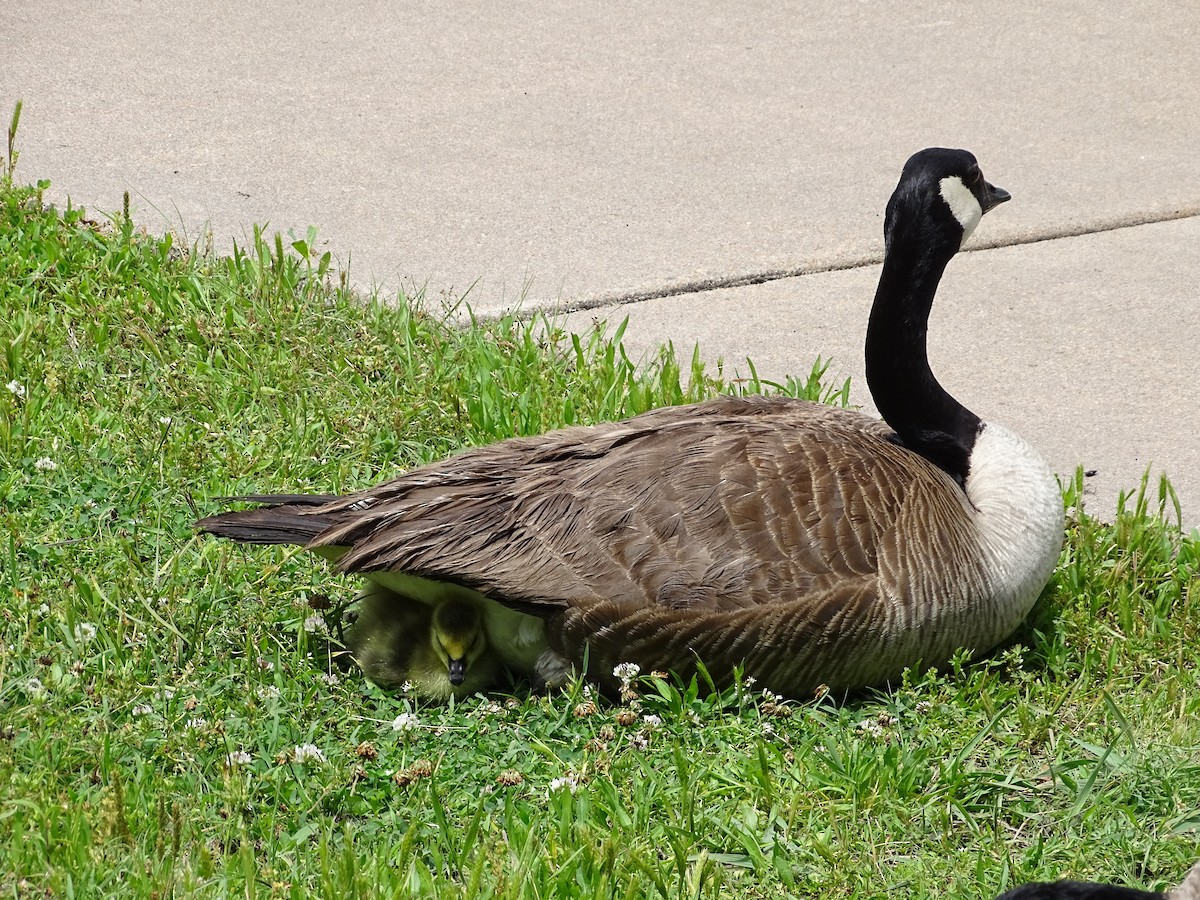 Canada Goose - ML636693891