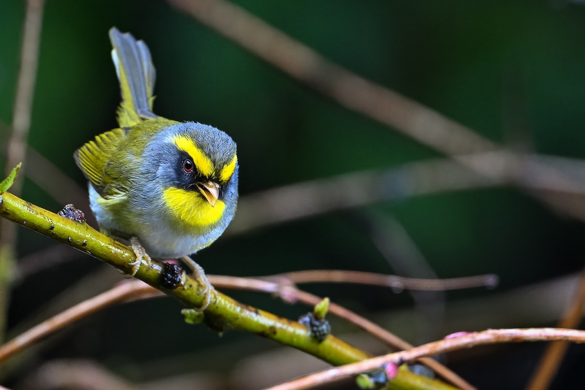 Black-faced Warbler - Joshua Bergmark | Ornis Birding Expeditions