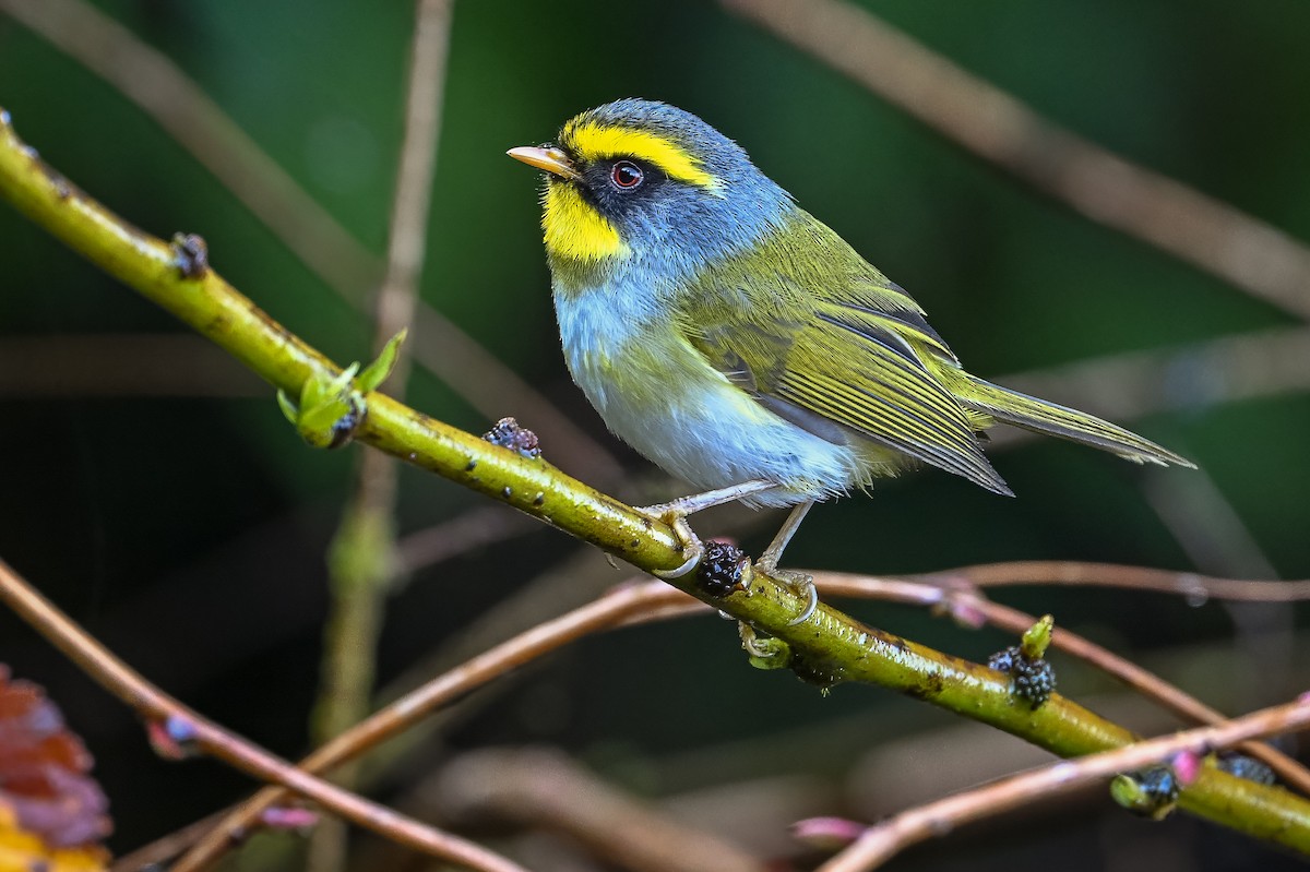 Black-faced Warbler - Joshua Bergmark | Ornis Birding Expeditions