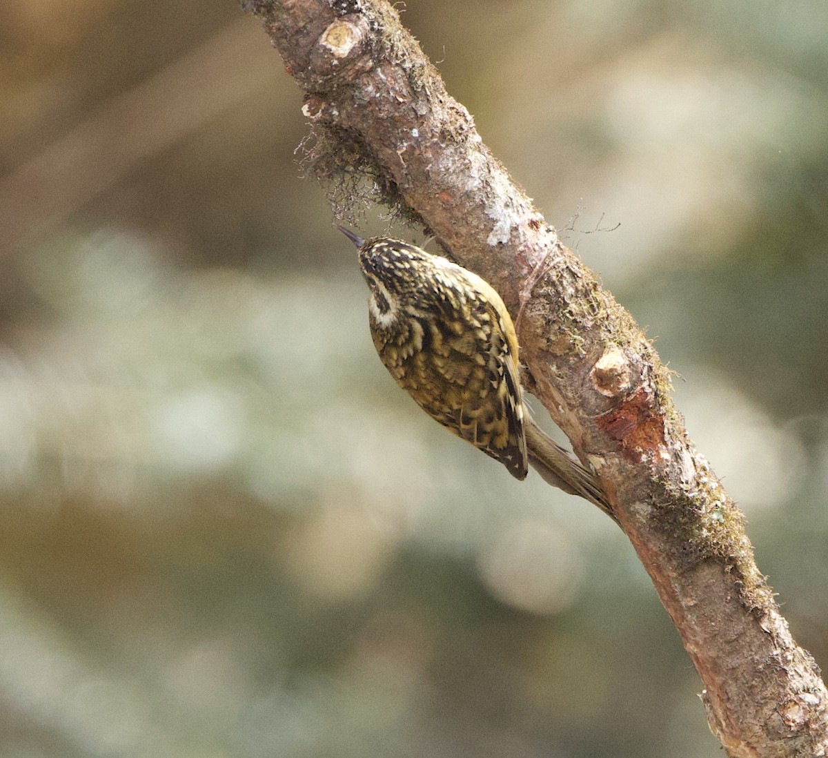 Rusty-flanked Treecreeper - ML636693934