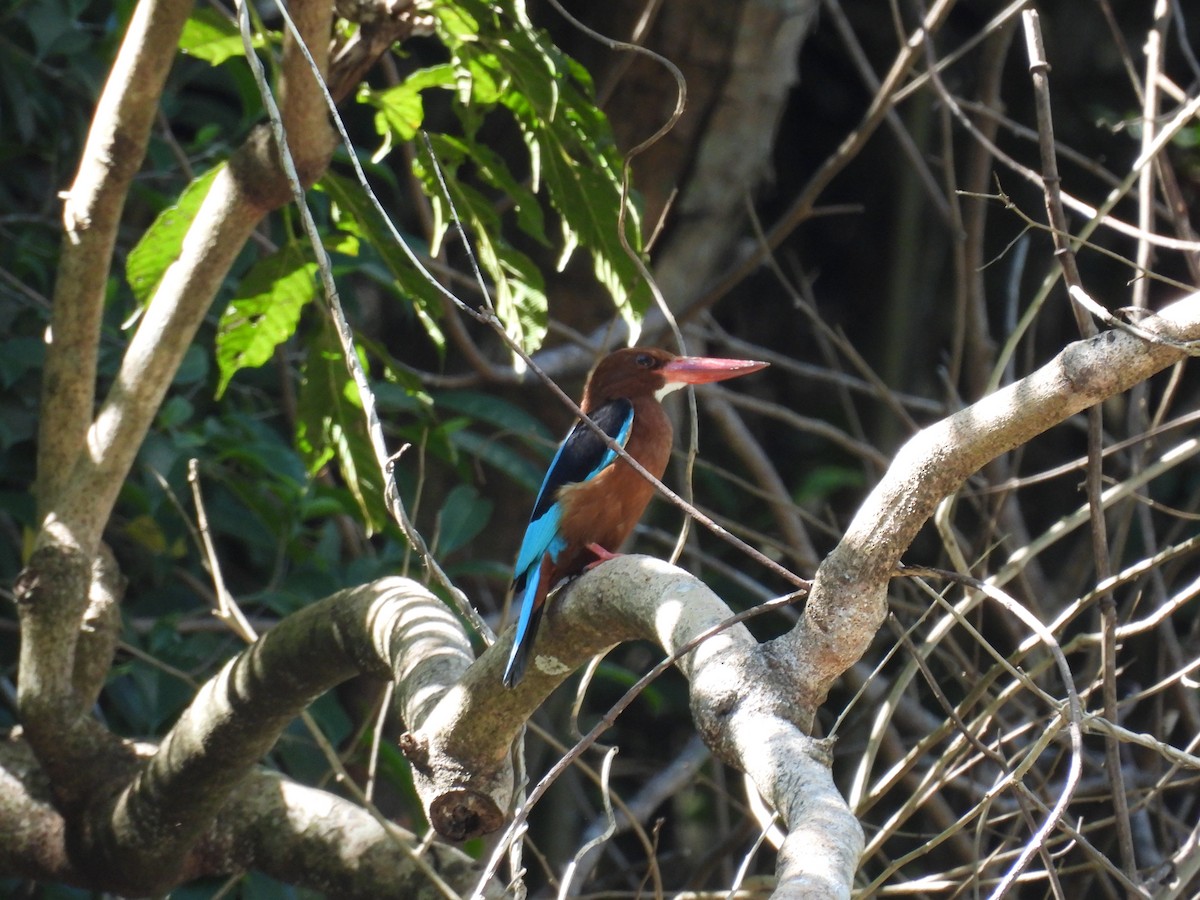 Brown-breasted Kingfisher - ML636694010