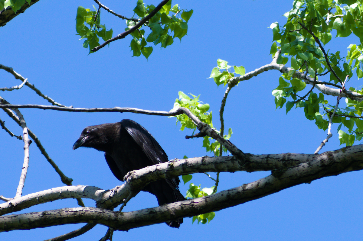 Common Raven - ML636694017