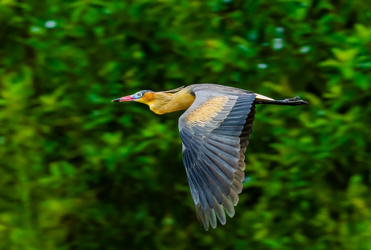 Whistling Heron - Jim Merritt