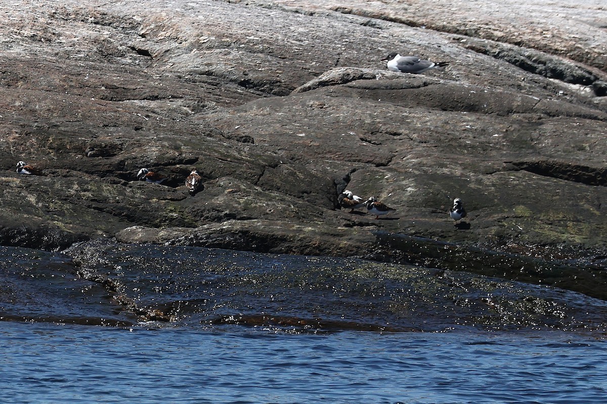 Ruddy Turnstone - ML636694091