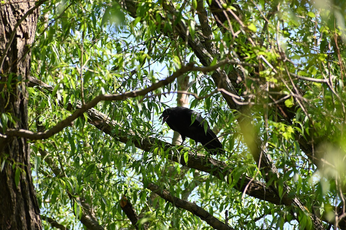 Common Raven - ML636694116