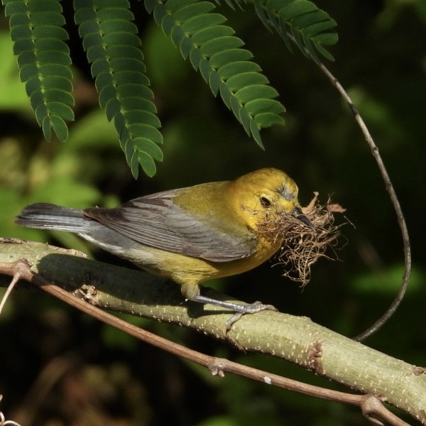 Prothonotary Warbler - ML636694190