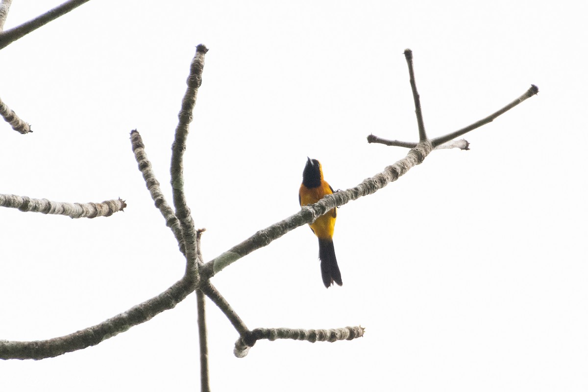 Yellow-backed Oriole - ML636694209
