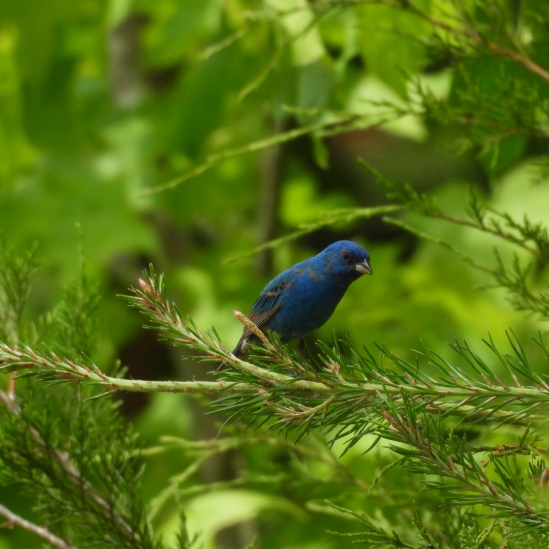 Indigo Bunting - ML636694316
