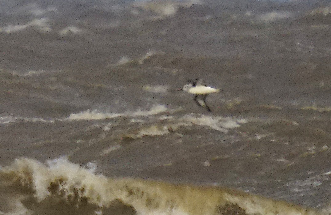 Albatros Picofino Atlántico - ML636694342