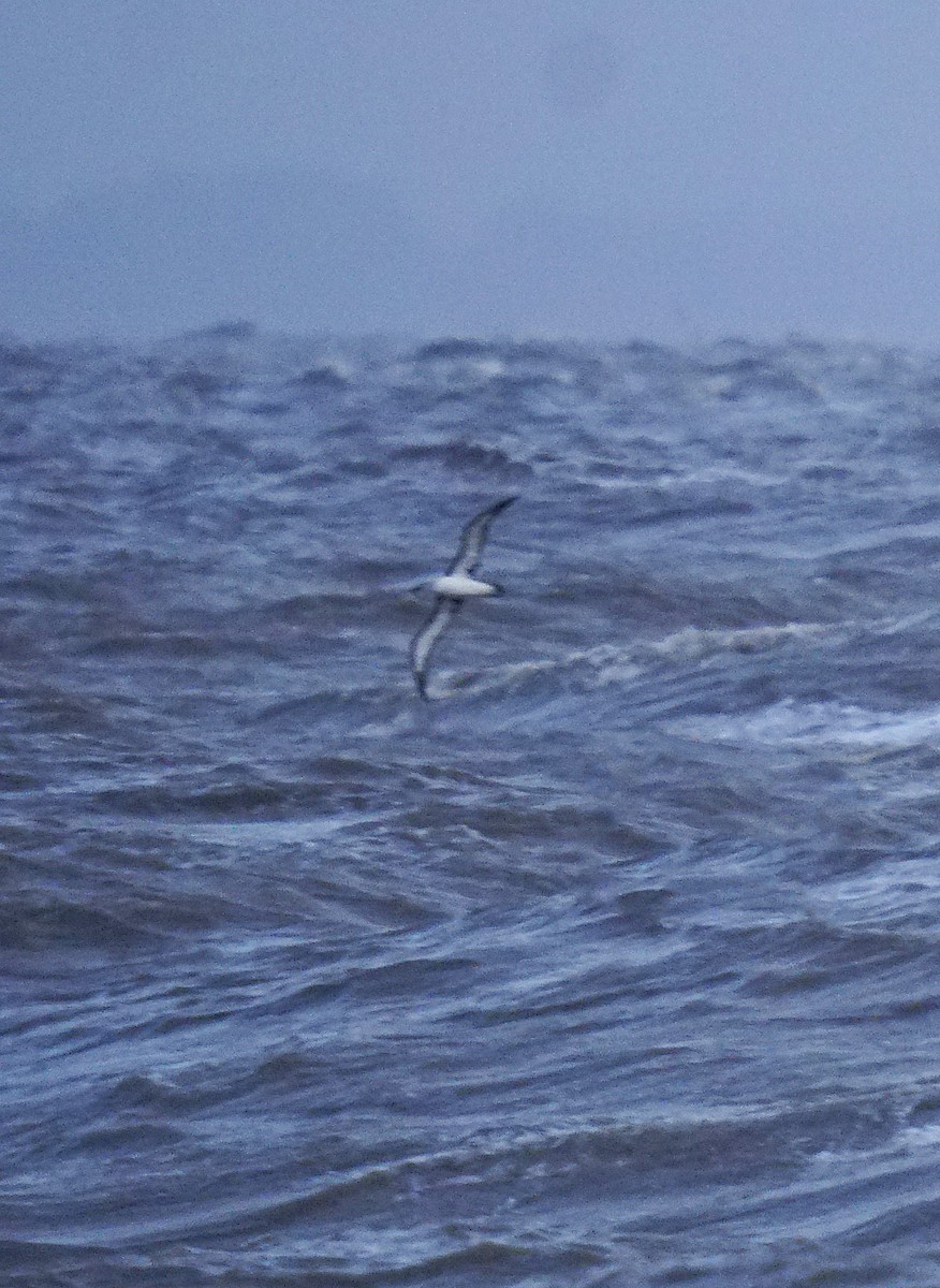 Albatros Picofino Atlántico - ML636694343