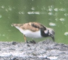 Ruddy Turnstone - ML636694488