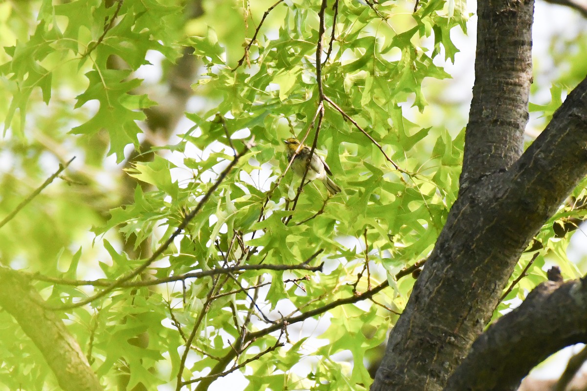 Black-throated Green Warbler - David Jeffrey Ringer