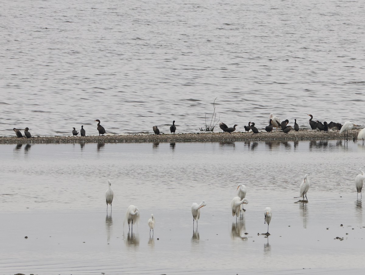 Neotropic Cormorant - ML636694715