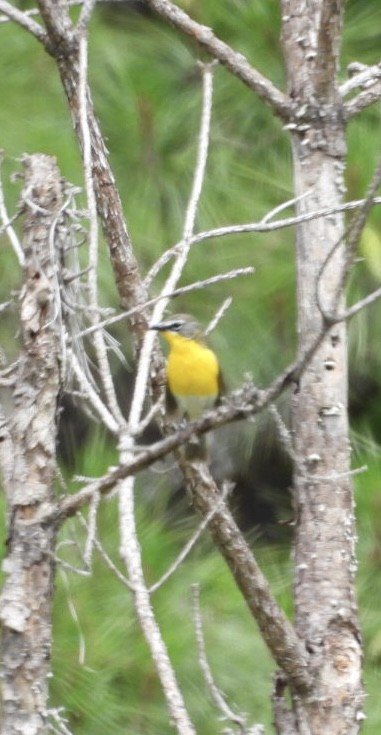 Yellow-breasted Chat - ML636694766