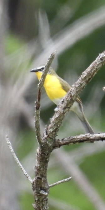 Yellow-breasted Chat - ML636694767