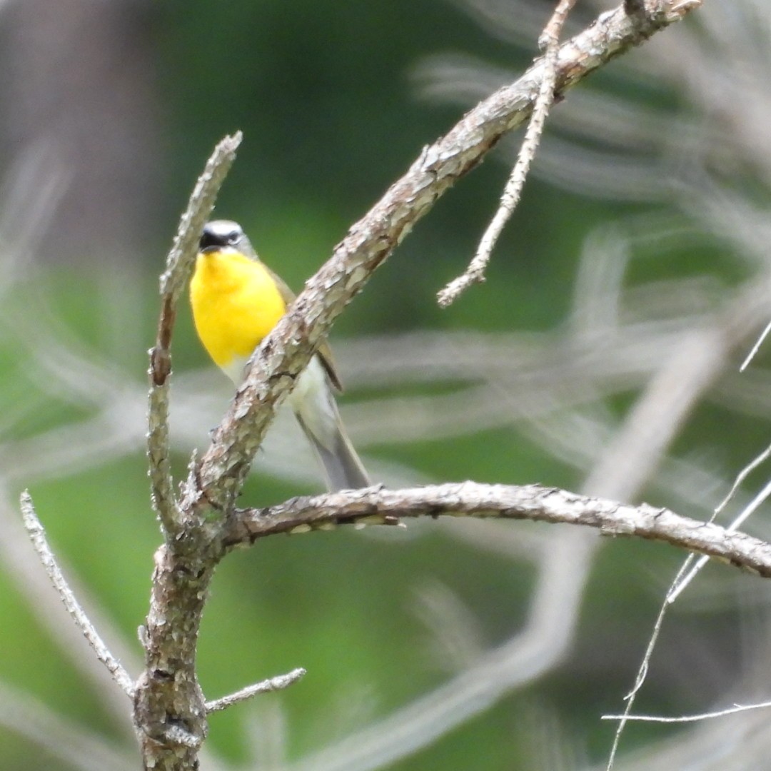 Yellow-breasted Chat - ML636694768