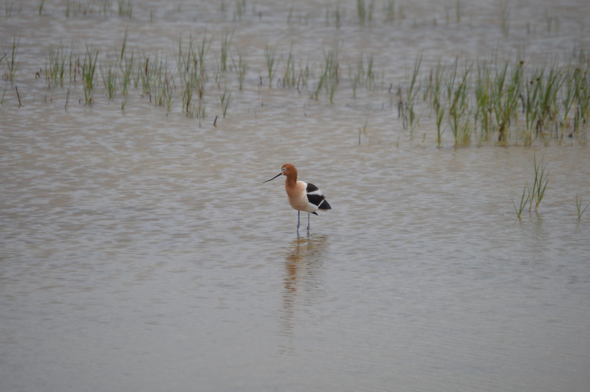 American Avocet - ML636694787