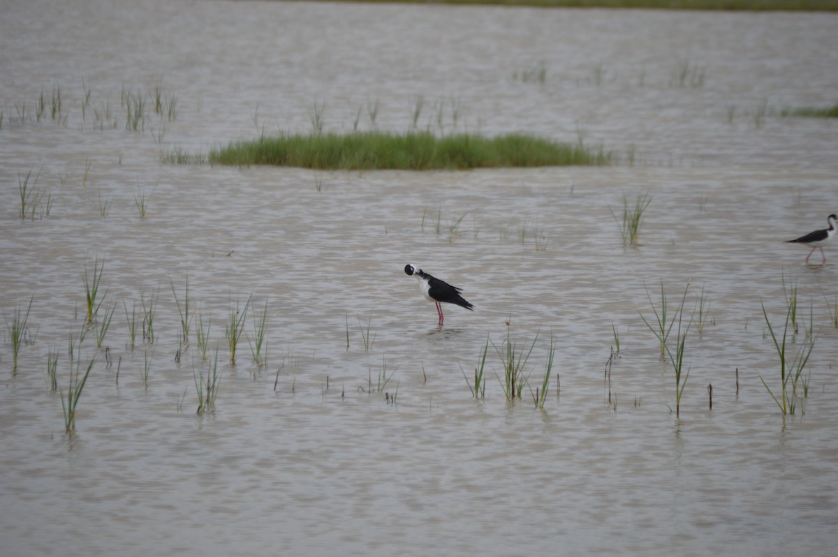 Black-necked Stilt - ML636694794