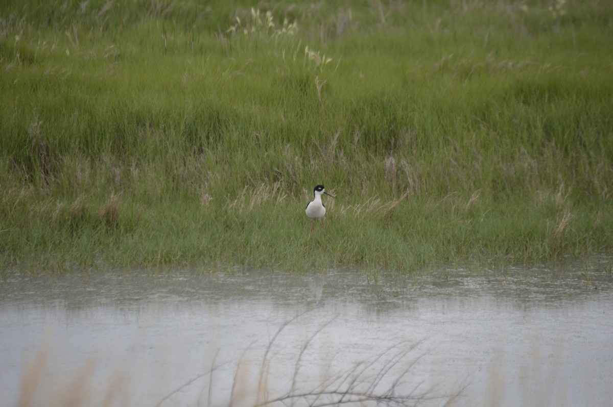 Black-necked Stilt - ML636694795