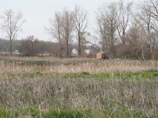 Lye Creek Prairie Burn, aka The Burn, Montgomery, Indiana, United ...
