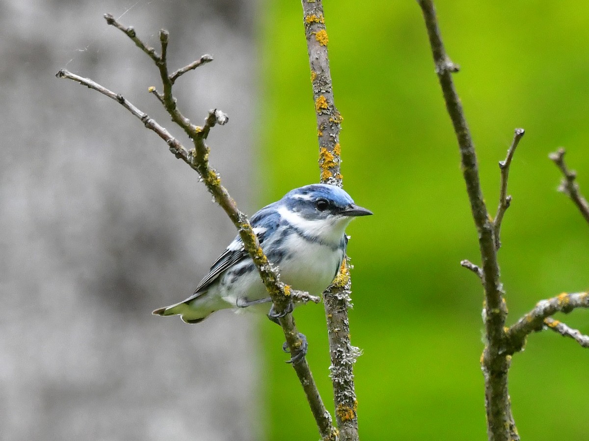 Cerulean Warbler - ML636694885