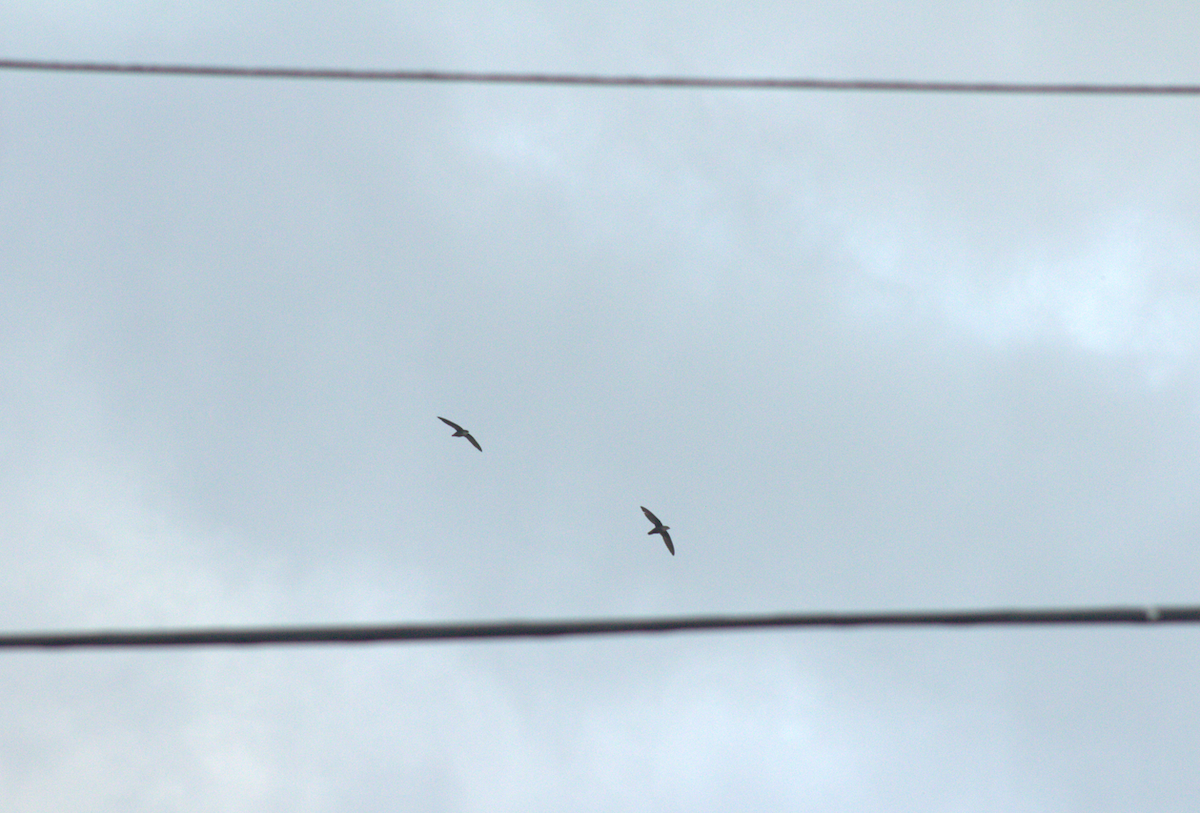 Chimney Swift - ML636695056