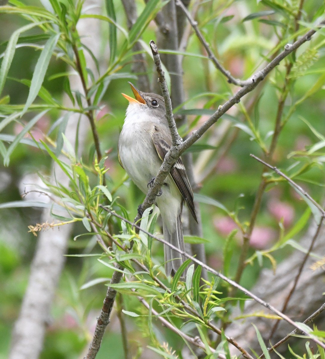 Willow Flycatcher - ML636695315