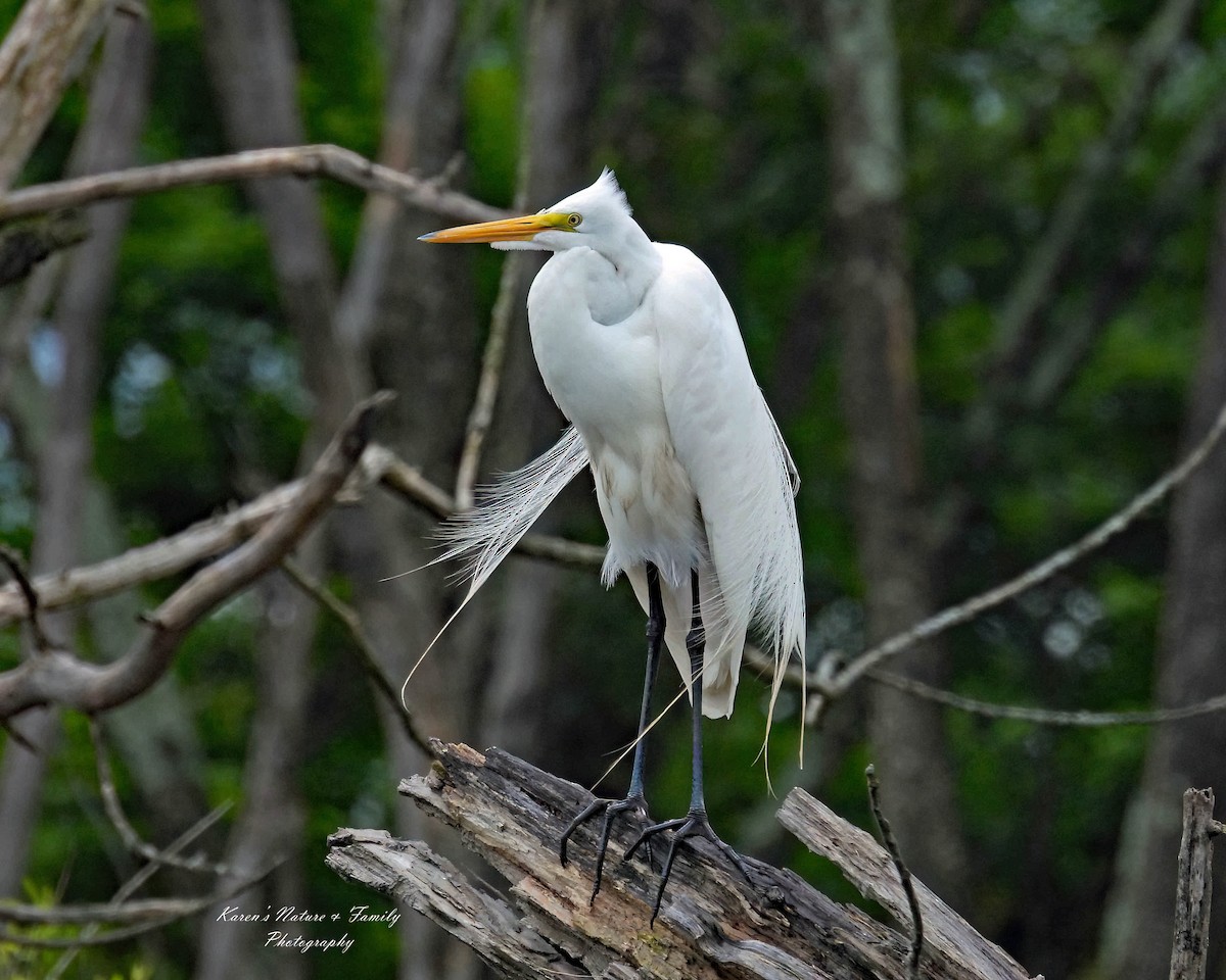 Цасч дэглий - ML636695358