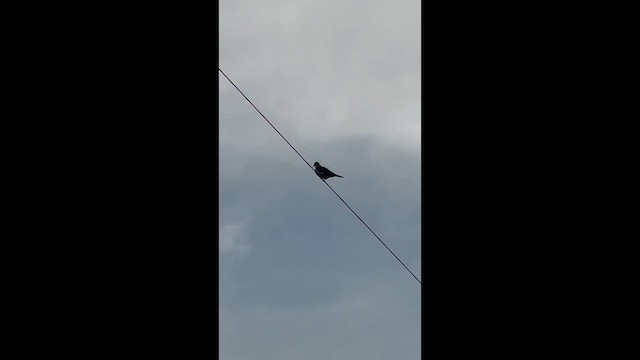ハジロバト - ML636695558
