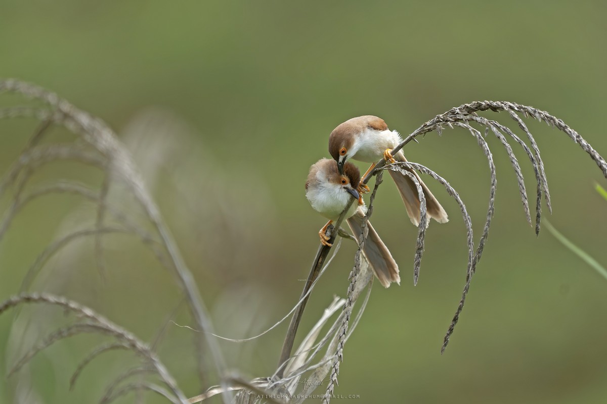 Yellow-eyed Babbler - ML636695614