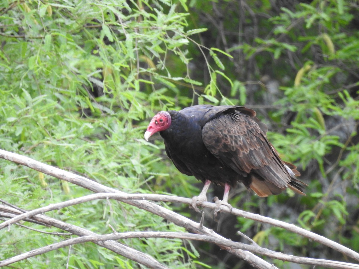 Turkey Vulture - ML636695646