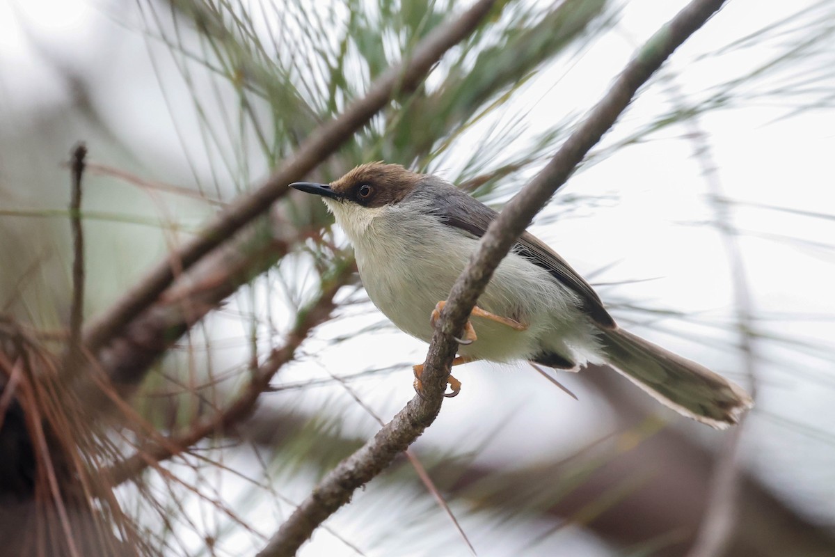 Brown-headed Apalis - ML636695674