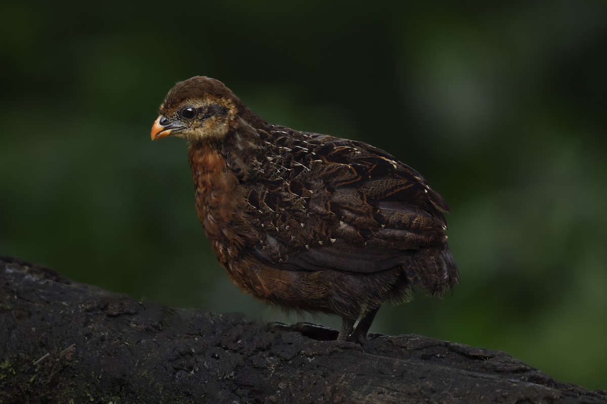 Chestnut Wood-Quail - ML636695709