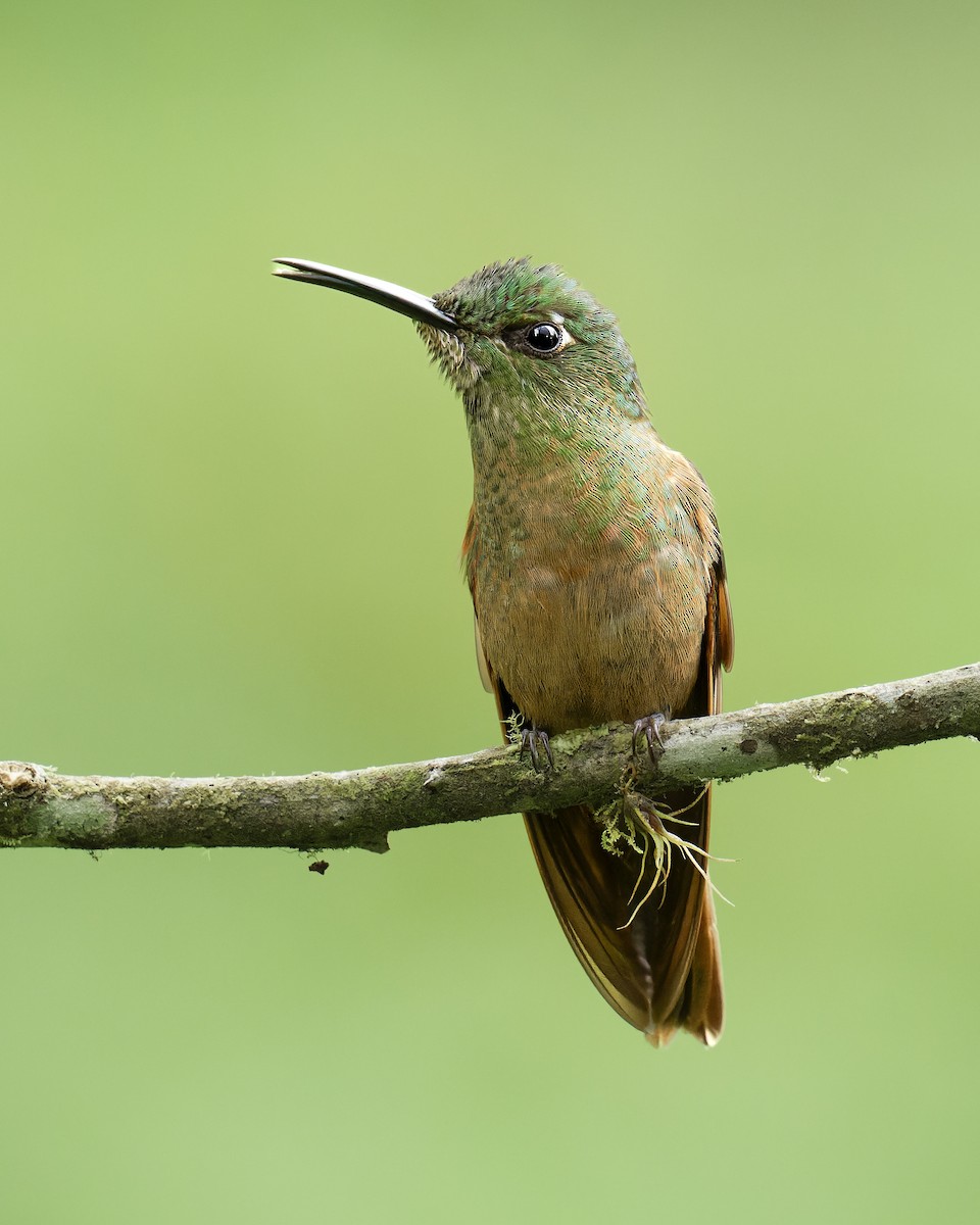 Fawn-breasted Brilliant - ML636695720