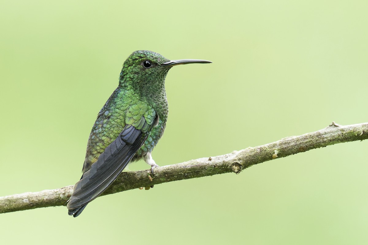 Steely-vented Hummingbird - ML636695729