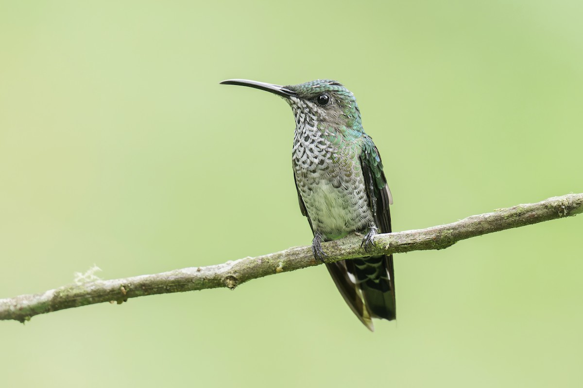 White-necked Jacobin - ML636695746