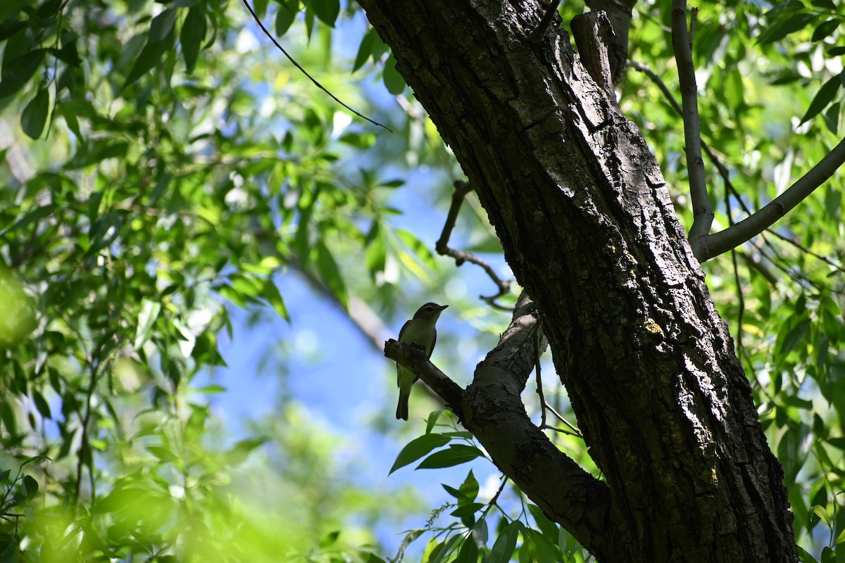 Warbling Vireo - ML636695777