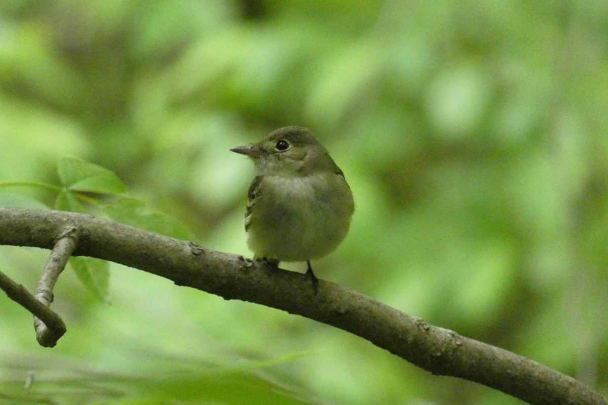 Acadian Flycatcher - ML636695813