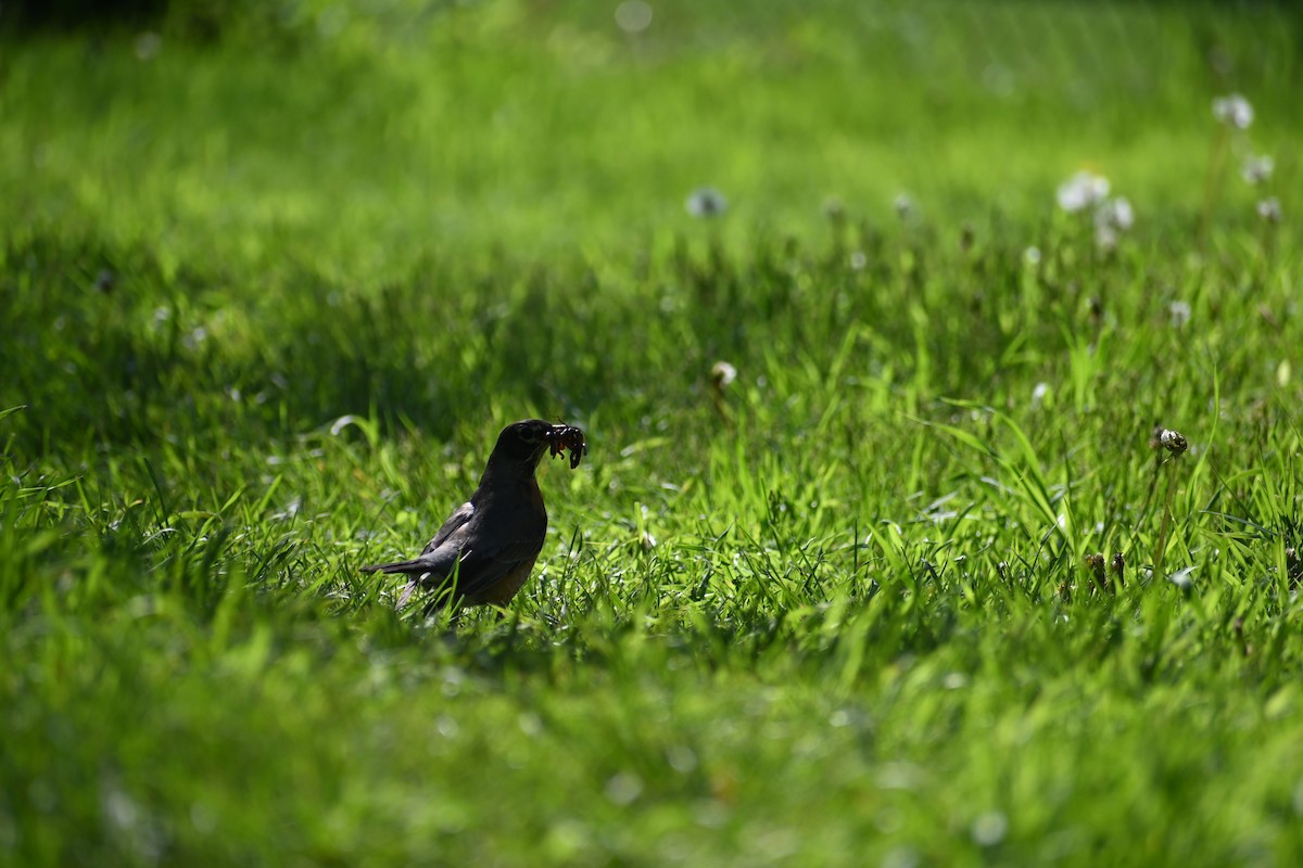 American Robin - ML636695860
