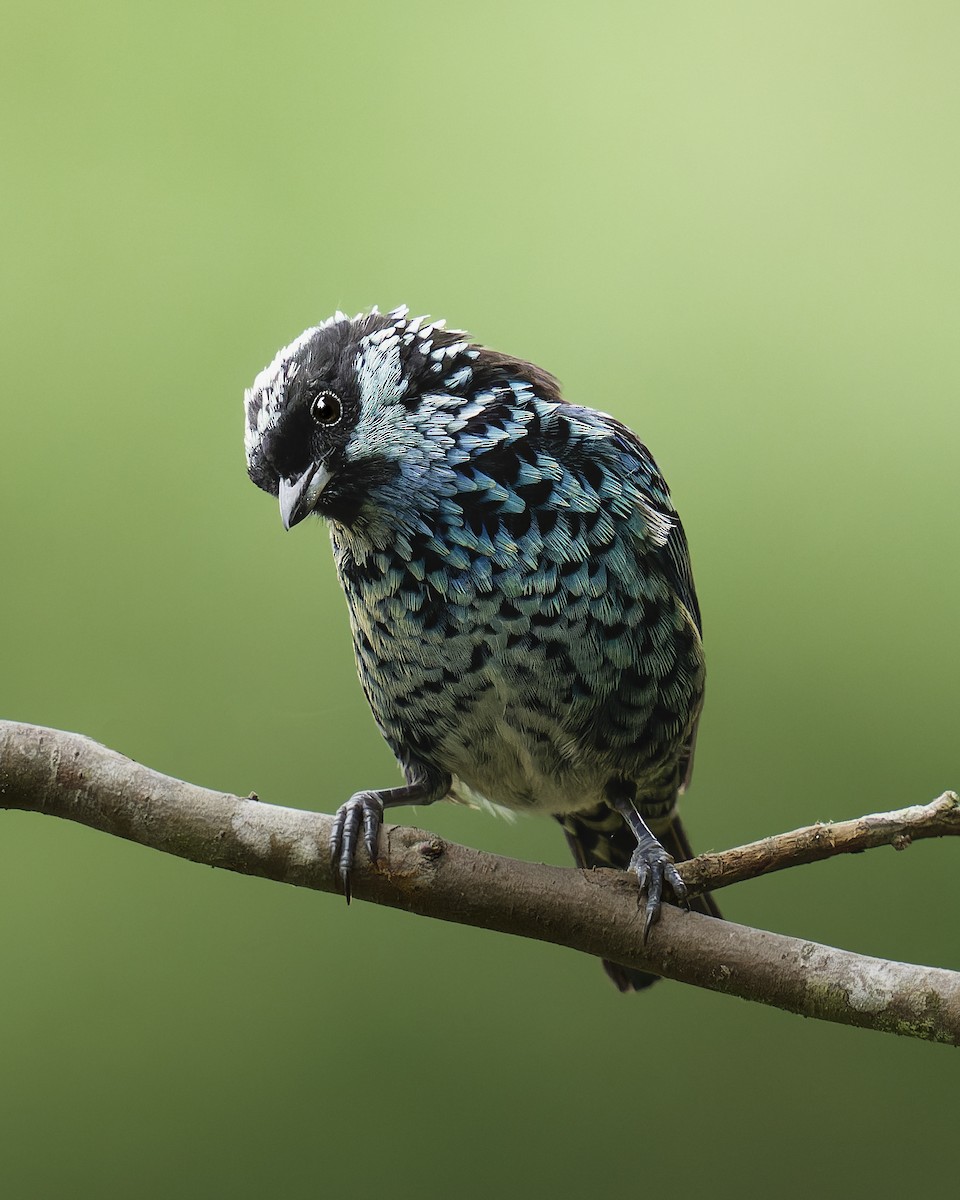 Beryl-spangled Tanager - ML636695879