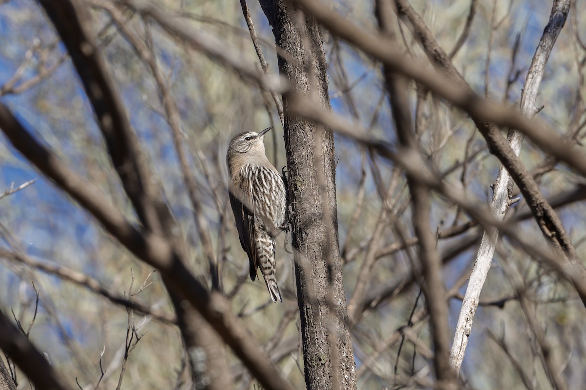 White-browed Treecreeper - ML636695935