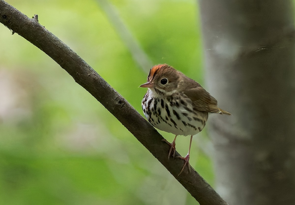 カマドムシクイ - ML636695965