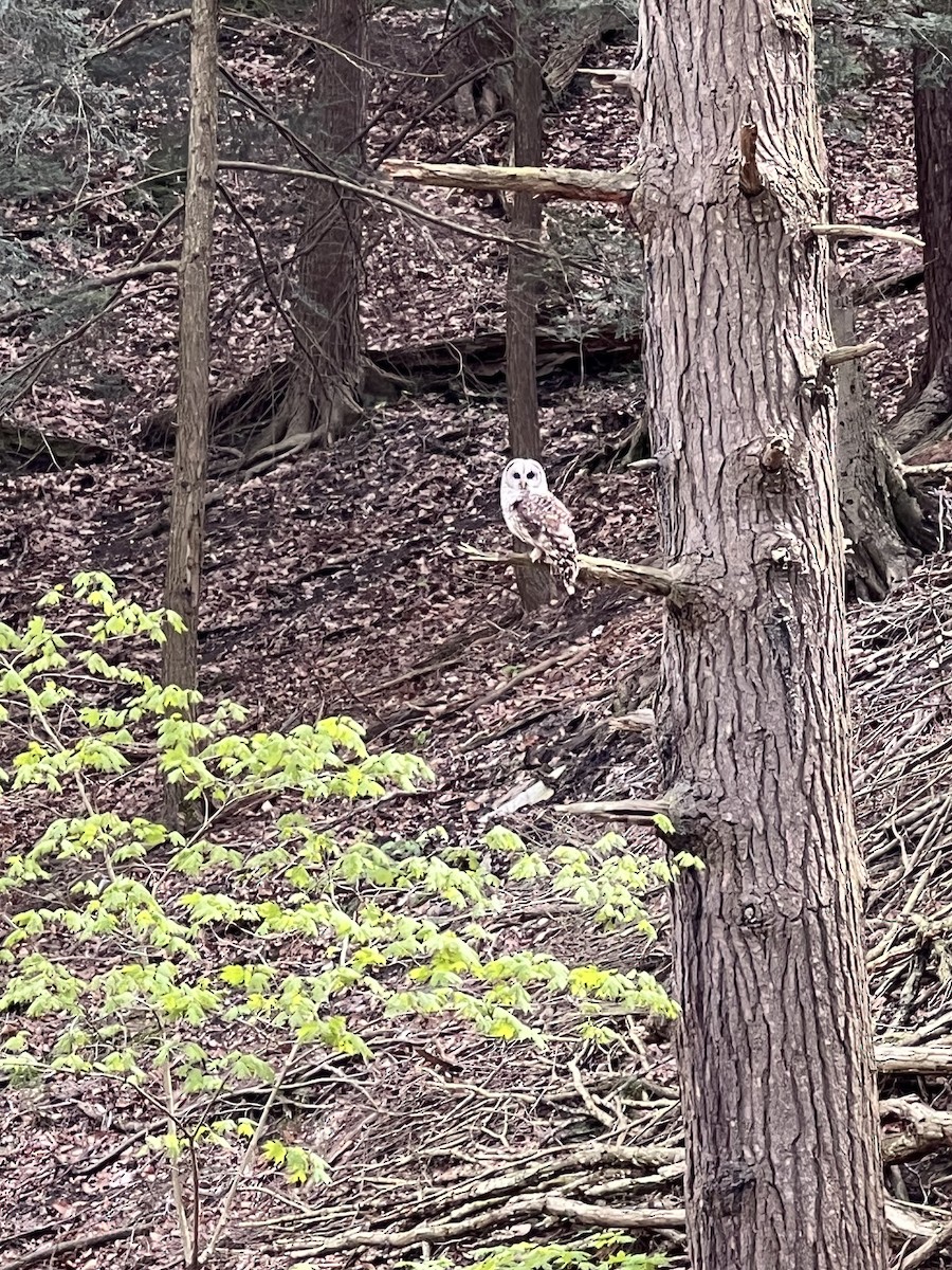 Barred Owl - ML636695986